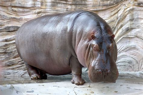 HIPPO .